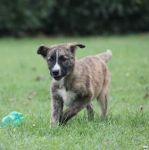 BENJI_1
