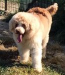 BOBO2