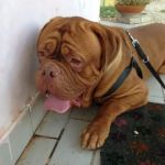 BORIS_dogdb