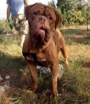 BORIS_dogdb1