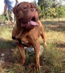 BORIS_dogdb2