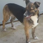 BRINA1