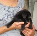 Baloo_4