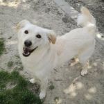 Benji1