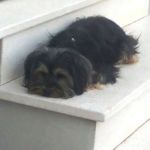Betty_york1
