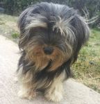 Betty_york3