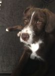 Billo1