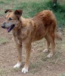 Birilla2008133
