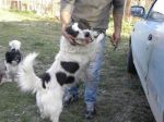 Birillo_border3
