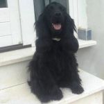 Birra_cocker1