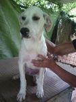 Blanco1_1