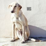 Boss_ag1