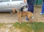 Boxer