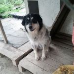 Brunilde_quintomondo