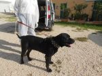 Bullo1