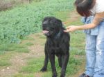 Bullo2