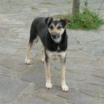 Burt_lecce