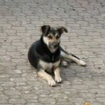 Burt_lecce1