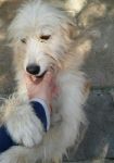 Buster2
