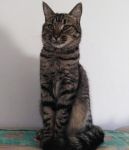 CHICCO_1