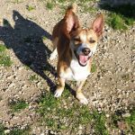 CHICCO_1_copy