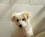 CHICO_2