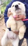 CICCIO1