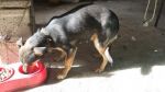CLEMENTINA1