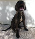 CLOE4
