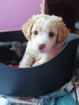 CUCCIOLA2
