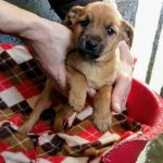 CUCCIOLI_1_copy