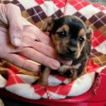 CUCCIOLI_4