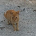 CUCCIOLI_CAMPO1