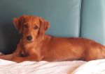 Charlie1-1