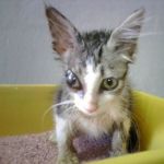 Coccolo1