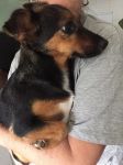 DAISY_2_copy