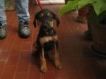 DUMBO_ferentino1