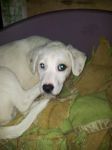 Dafne1_copy_copy