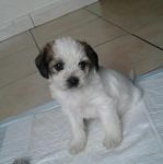 Dea_cucciolina
