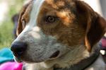Diesel_11