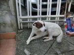 Dingo1
