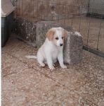 ENZA-CUCCIOLI_2