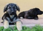 FIRENZE-CUCCIOLI_5