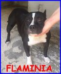 FLAMINIA_2