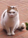 FUFFY1