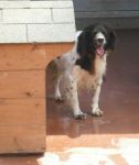 Felipe_83843
