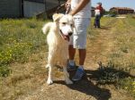 Flavio1