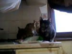 Foto0111