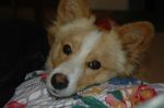 Foxy1