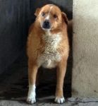 GASTON1